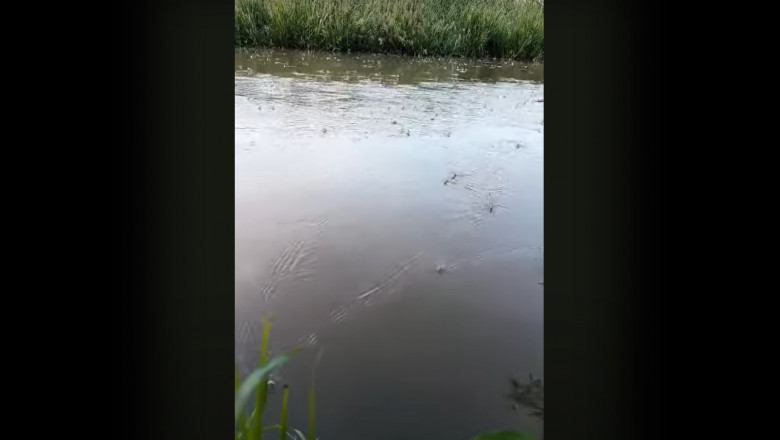 Spectacolul fluturilor albi pe raul Bega. Efemeridele traiesc cateva ore si pot fi vazute doar o data pe an Imagine