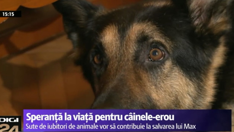 Speranta pentru cainele-erou al armatei Imagine