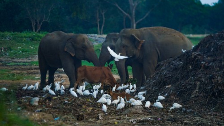 Sri Lanka interzice produsele din plastic de unica folosinta, dupa moartea mai multor elefanti si cerbi salbatici din cauza deseurilor Imagine