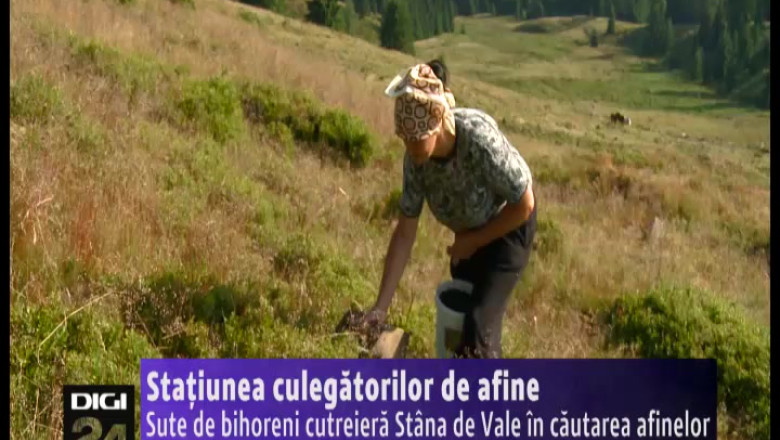 Stana de Vale, statiunea culegatorilor de afine Imagine