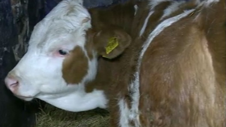 Statul le-a trimis fermierilor notificari pentru plata impozitului forfetar. Subventiile la care au dreptul intarzie Imagine