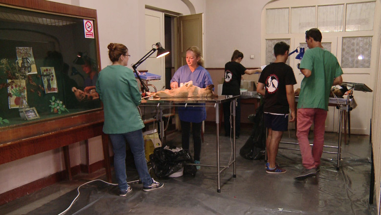 Sterilizare gratuita pentru animale Imagine