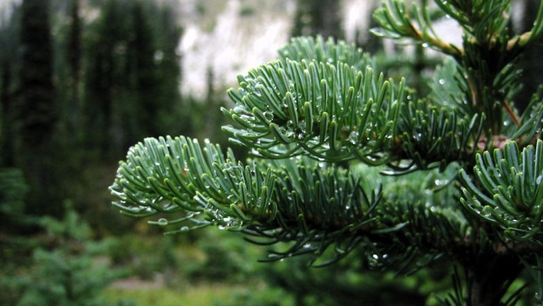 Strainii cumpara paduri in Romania. Universitatea Harvard detine in Vrancea peste 35.000 de hectare Imagine