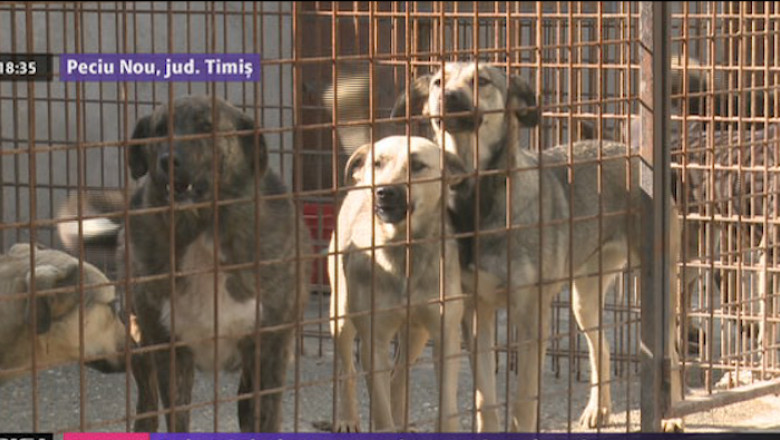 Strainii salveaza cainii de la eutanasiere, prin adoptie Imagine