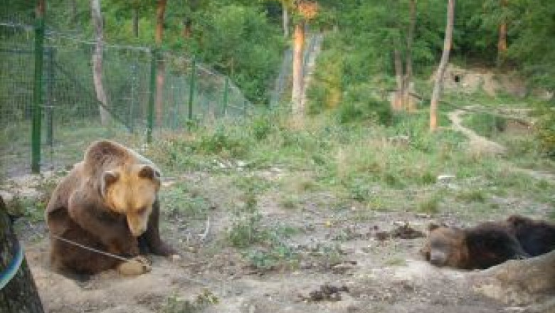 Strainii vin sa vada ursii de la Zarnesti Imagine