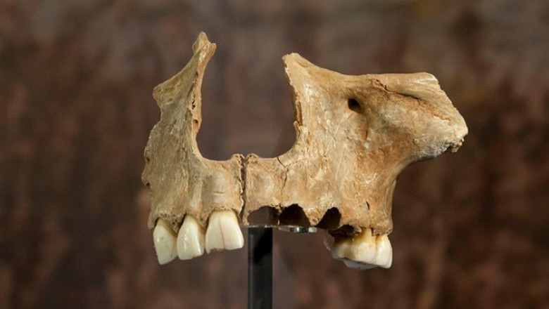 Stramosii europenilor isi mancau mortii. Canibalismul era un ritual funerar Imagine