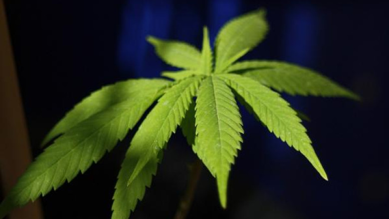 Struguri cu aroma de marijuana. Canabisul era cultivat in gradina, printre vita de vie Imagine