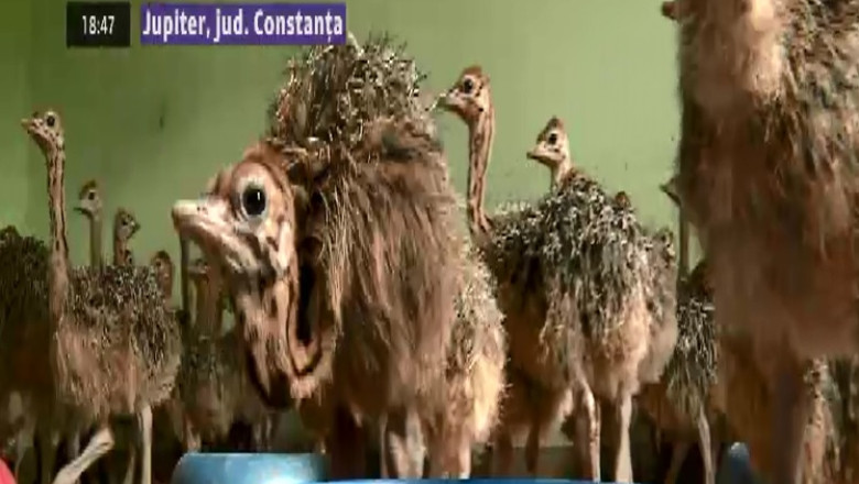 Struti pentru export. Cea mai mare ferma de struti din tara este la Constanta Imagine