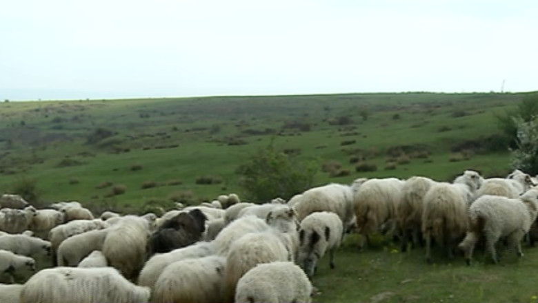 Studentele gemene care si-au facut ferme cu fonduri europene Imagine