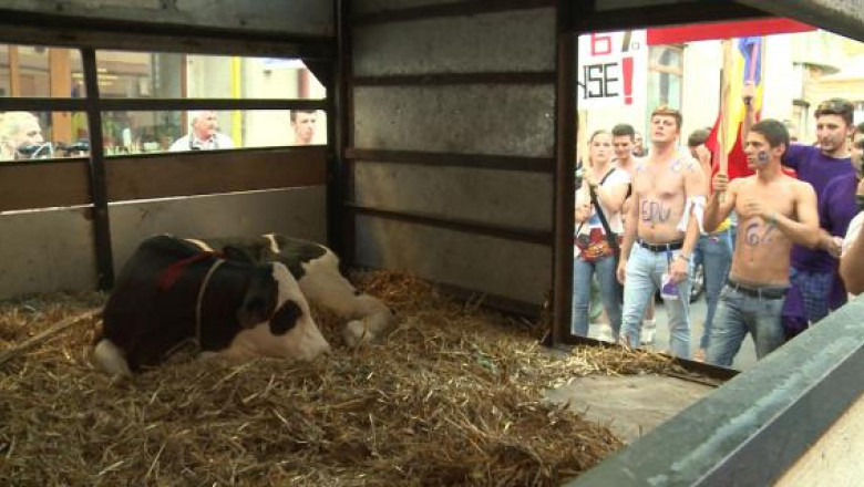 Studentii din Timisoara au adus la proteste un vitel: Educatia este la coada vacii Imagine