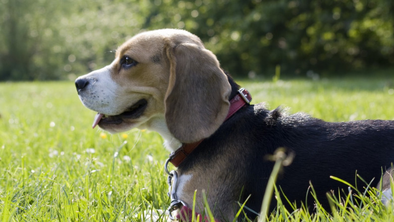 Studiu: Cainii pot sa „planga” de bucurie Imagine