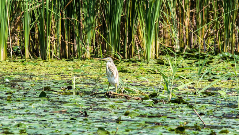 Stuful din Delta, transformat din pix in pasune. Miza de 5 milioane de euro pentru familia baronului PSD Paul Stanescu Imagine