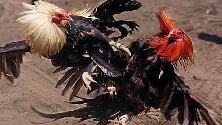 SUA: A inceput procesul Principesei Irina. Fiica Regelui Mihai este acuzata de organizarea de lupte cu cocosi Imagine