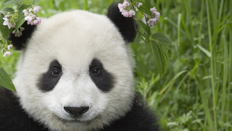 SUA si China vor coopera pentru protejarea ursilor panda Imagine