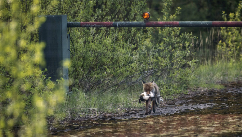 Sub spectrul unui razboi cu Rusia, Finlanda intareste frontiera nordica a NATO. Ce inseamna asta pentru oamenii care locuiesc acolo Imagine
