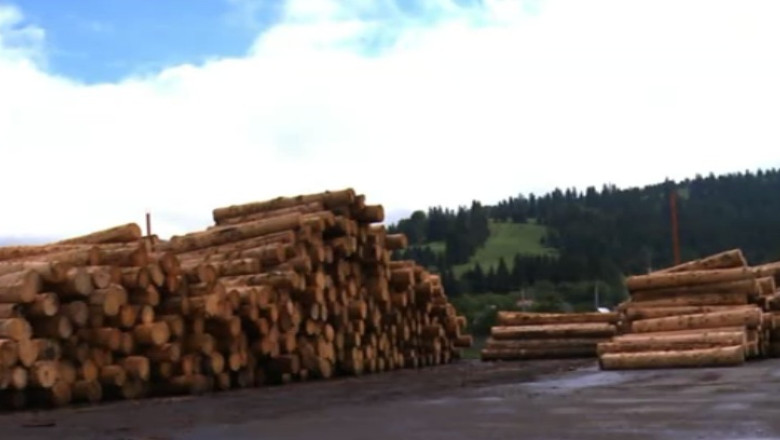 Suceava. Descinderi la hotii de lemne care au furat 2.000 de metri cubi Imagine