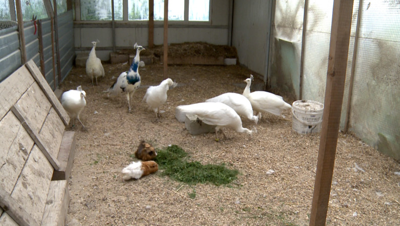 SUCEAVA. Ferma de pauni, pasiune devenita afacere pentru un profesor universitar Imagine