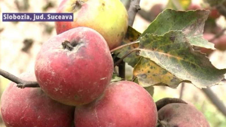 SUCEAVA. O comuna este acoperita de pulbere de la o fabrica de anvelope Imagine