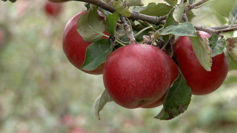 SUCEAVA. Producatorii de mere, panditi de faliment Imagine
