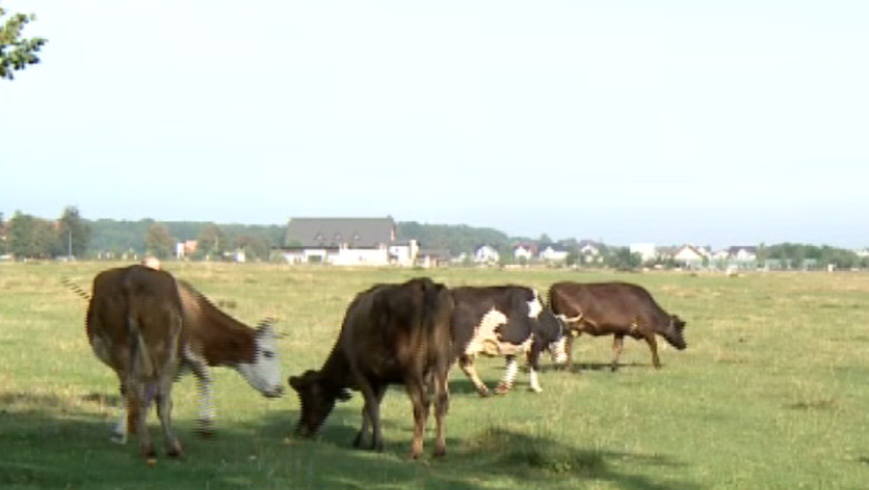 SUCEAVA. Targurile de animale, inchise pana in octombrie. Autoritatile se tem de riscul raspandirii bolii limbii albastre Imagine