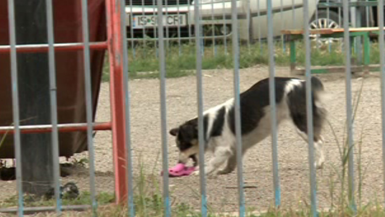 SUCEAVA. Un copil a fost ucis de caini in urma cu un an si jumatate. Vinovatii nu au fost inca trasi la raspundere Imagine