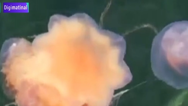 Suedia. Un reactor nuclear a fost oprit timp de trei zile din cauza meduzelor Imagine