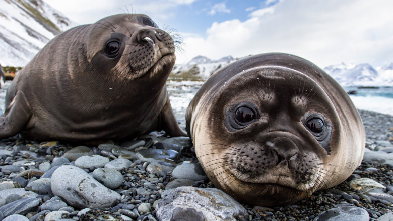 Sunetele bizare pe care nu le-ati auzit niciodata. Cum se aud vuietul ghetarilor, cantecul balenelor si „sirena” focilor Imagine
