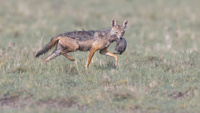 „Sunt peste tot”. Un cartier din Galati este terorizat de sacali. De teama lor, oamenii nu mai indraznesc sa iasa seara din case Imagine