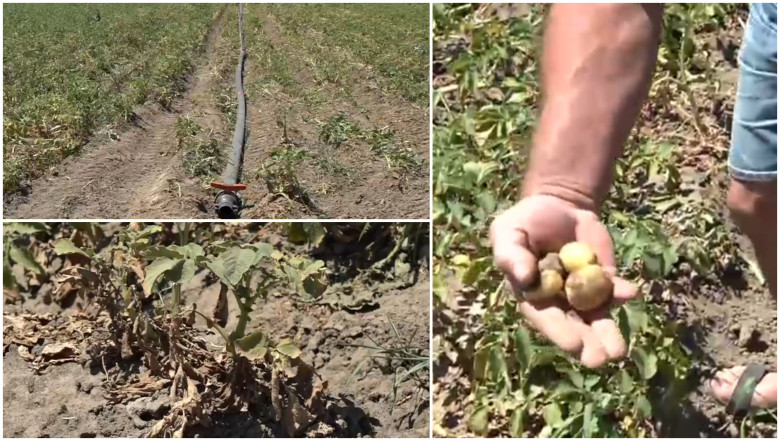 „Sunt uscati, niciun pic de umezeala”. Disperare printre agricultori, dupa ce seceta a afectat puternic si culturile de cartofi Imagine