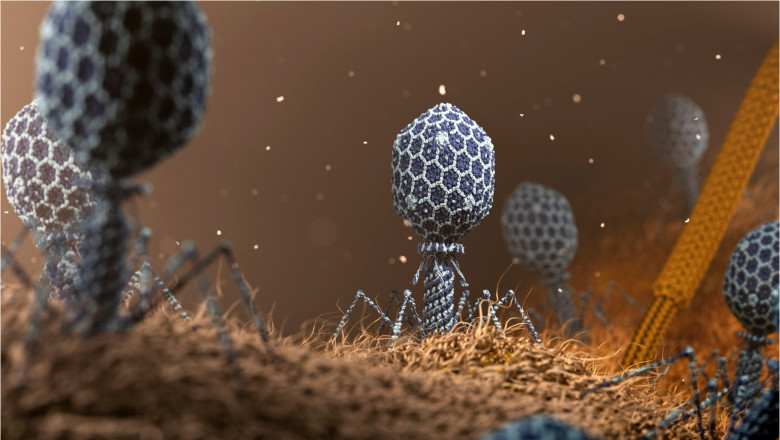 Superbacteriile vor ajunge sa ucida 10 milioane de oameni pe an. Unul dintre cei mai vechi pradatori din natura ar putea fi solutia Imagine