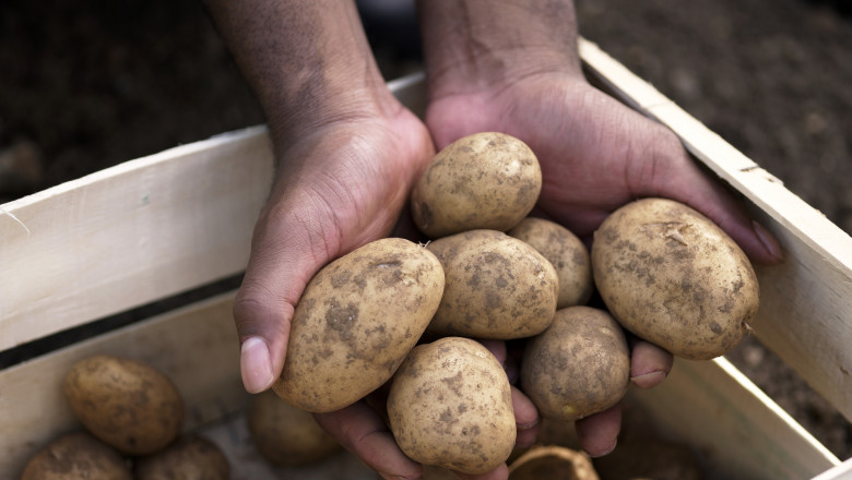 Suprafata cultivata cu cartofi in Romania s-a injumatatit, iar productia a atins cel mai mic nivel. Cum explica specialistii situatia Imagine