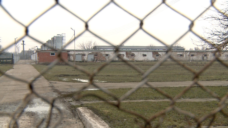 Supraveghetor mort la o ferma din Bihor. Angajatii au mai descoperit mii de pui sufocati Imagine