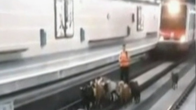 Surpriza de proportii pentru conductorul unui metrou: O turma de capre, pe sine   Imagine