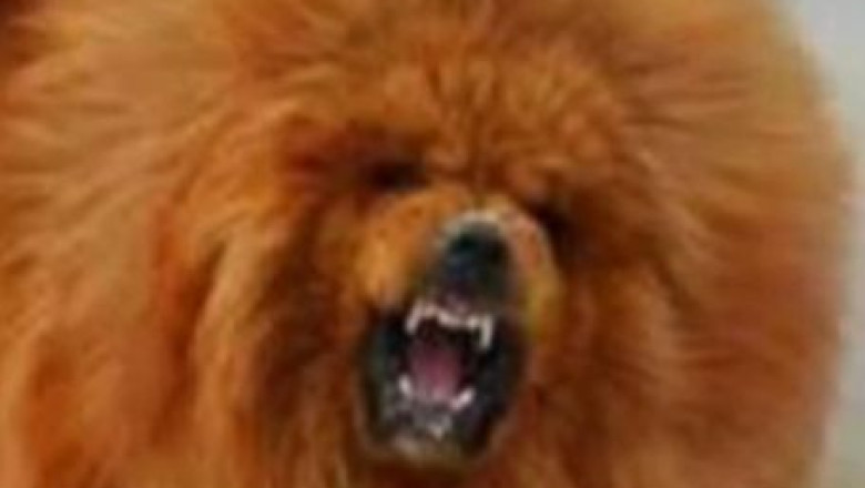 Surpriza la o gradina zoologica din China: un caine in cusca leului. Felina, inlocuita cu un mastiff tibetan Imagine