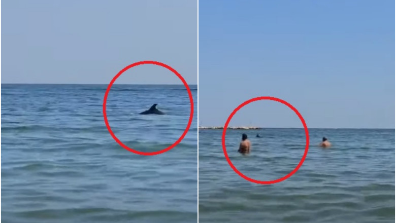 Surpriza pe mare pentru turistii din Mamaia. Mai multi delfini au facut spectacol, foarte aproape de mal Imagine