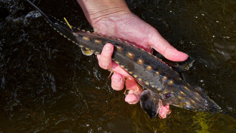 Suspecta disparitie a sturionilor femele dintr-un proiect al unui institut de cercetare. Ministrul Fechet cere sa se clarifice situatia Imagine