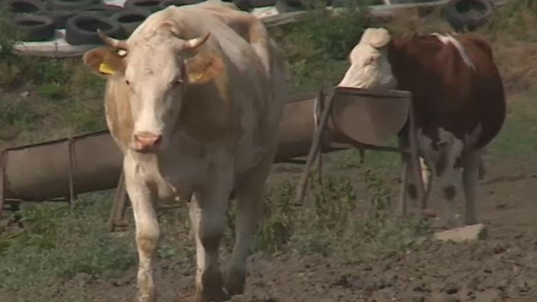 Suspiciune de "boala vacii nebune" Imagine