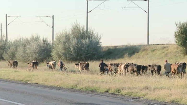 Sute de animale, rapuse de boala limbii albastre. Toate targurile de animale au fost inchise  Imagine