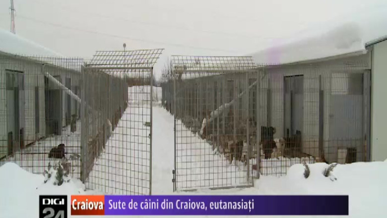 Sute de caini din Craiova, eutanasiati in ultimele 2 saptamani  Imagine