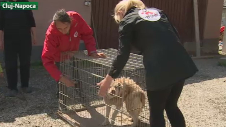 Sute de catei, sterilizati gratuit Imagine