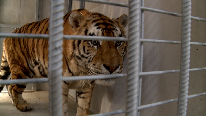 Sute de copii au vizitat Gradina Zoologica din Oradea in a doua zi de Paste Imagine