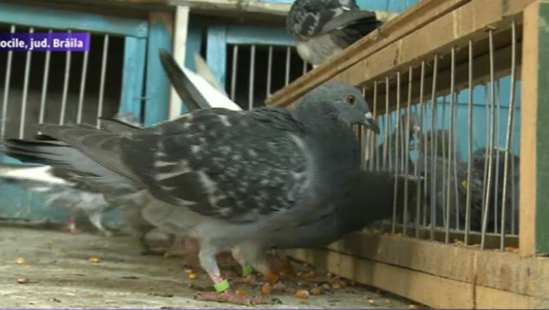 Sute de elevi din Braila iau cursuri de crestere a porumbeilor Imagine