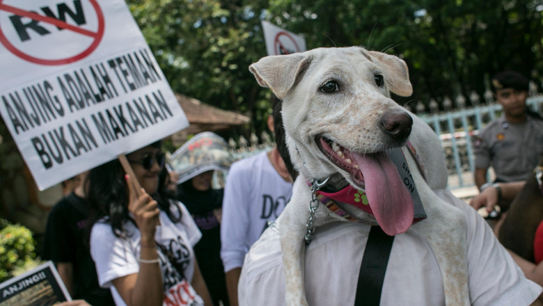 Sute de frigarui de carne de caine, confiscate in Bali, in ciuda interdictiei. Indonezia incearca sa reglementeze acest tip de comert Imagine