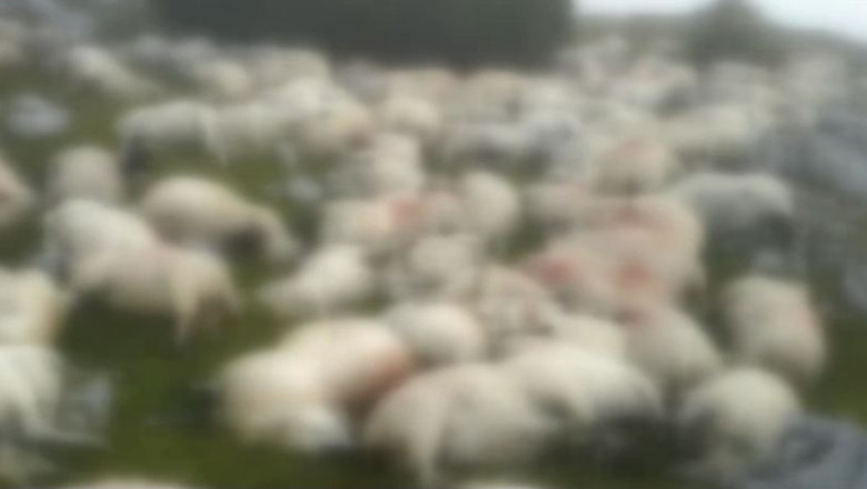 Sute de oi moarte zac in Parcul Retezat. Autoritatile nu vor interveni pentru salubrizarea zonei Imagine