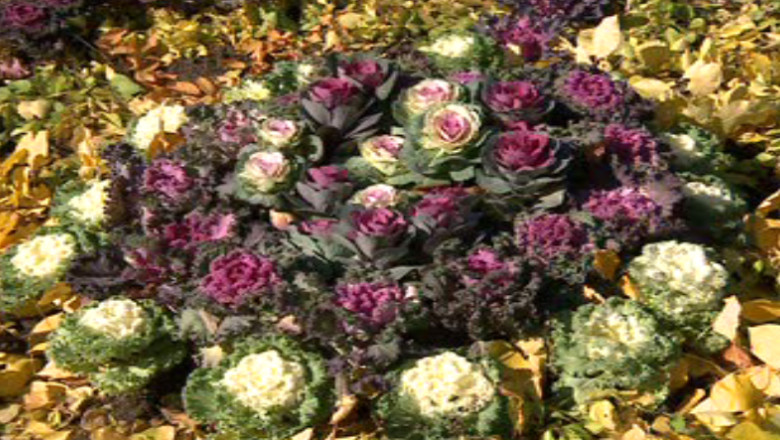 Sute de vizitatori la expozitia „Flori de Toamna” Imagine