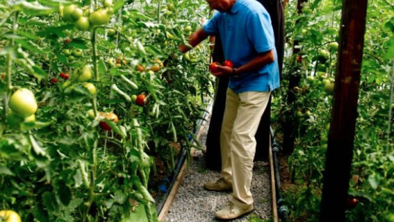 T. Basescu: De trei ani nu am mai cumparat rosii, ardei. Unde locuiesc am cateva straturi de legume Imagine