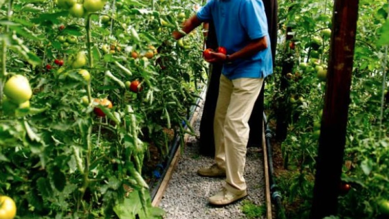 T. Basescu, despre terenul de la Nana: Italianul a dat pe teren 2.900 de euro pe hectar, eu i-am dat 4.500, acum as obtine 8.000 Imagine