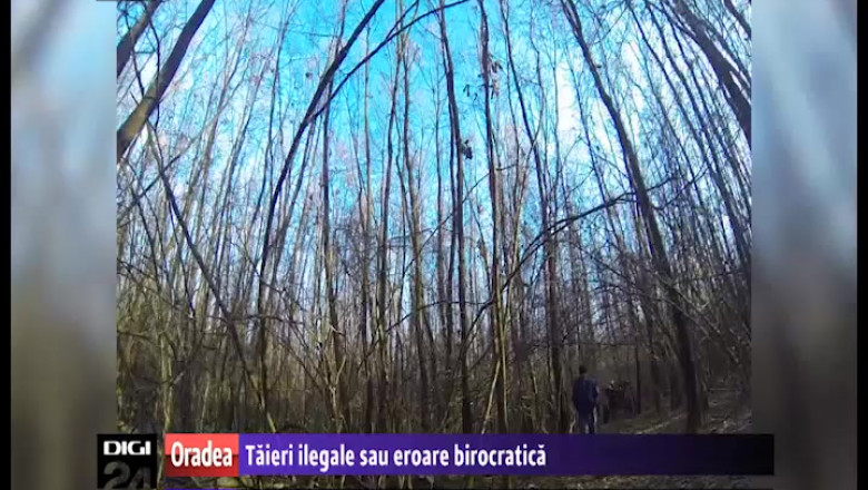 Taieri ilegale sau eroare birocratica? Un bihorean acuza muncitorii silvici ca taie ilegal arbori din padurea lui Imagine