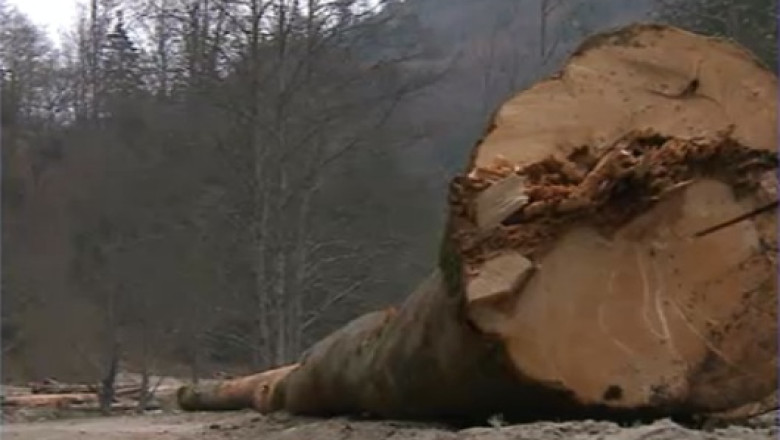 Taierile ilegale de padure s-au dublat. Hotii au taiat peste 120.000 de metri cubi de lemn Imagine
