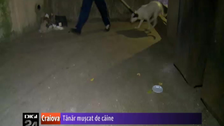Tanar muscat de caine, in centrul Craiovei Imagine